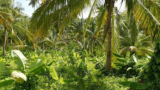 明亮的绿色香蕉种植园和椰子树在阳光明媚的日子在泰国 典型的风景在泰国 亚洲的传统农业 明亮多汁的异国热带树叶背景叶子旅行植被假期图片