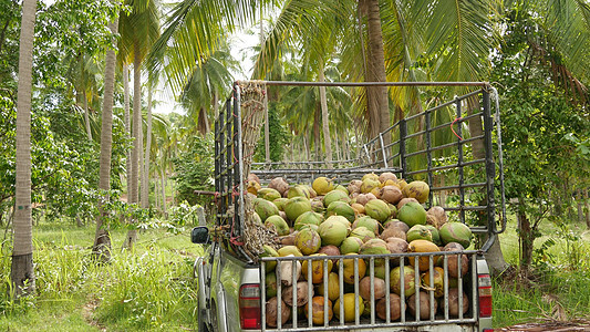 有坚果的椰子农场准备好生产油和纸浆 大堆成熟的分类椰子 在泰国的天堂苏梅岛热带岛屿 传统的亚洲农业商业情调叶子生态石油收获环境种图片