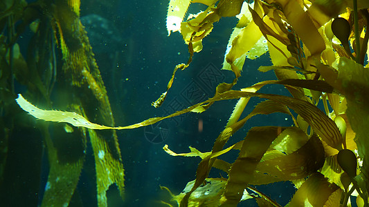 光线穿过巨型海带森林 大囊藻 pyrifera 潜水 水族馆和海洋概念 水下特写摇曳的海藻叶 阳光穿透生机勃勃的异域海洋植物波浪图片