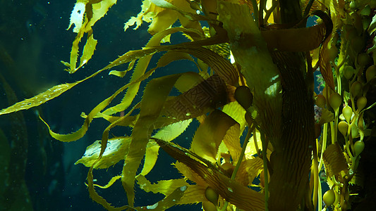 光线穿过巨型海带森林 大囊藻 pyrifera 潜水 水族馆和海洋概念 水下特写摇曳的海藻叶 阳光穿透生机勃勃的异域海洋植物树叶图片