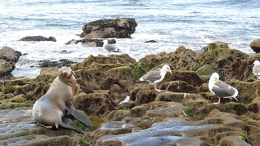 拉霍亚岩石上的海狮 野生海豹在太平洋附近的石头上休息 有趣的野生动物懒洋洋地躺在沙滩上 美国加利福尼亚州圣地亚哥自然栖息地的受保图片