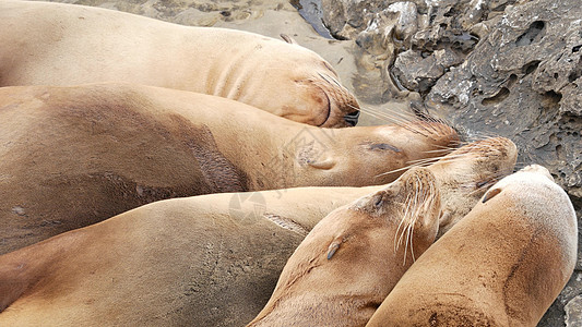 拉霍亚岩石上的海狮 野生海豹在太平洋附近的石头上休息 有趣的懒惰野生动物睡觉 美国加利福尼亚州圣地亚哥自然栖息地的受保护海洋哺乳图片