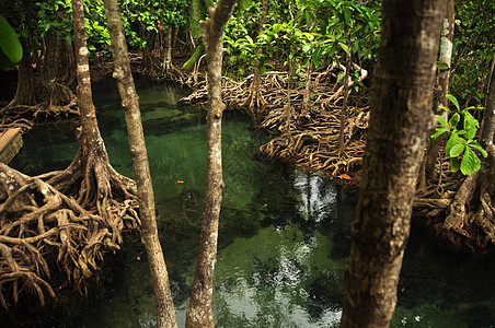 热带野生池塘或河流中的透明水 从小湖中带红树根的清净水线以上开始波纹森林海洋植物群丛林情调水池蓝色异国叶子图片