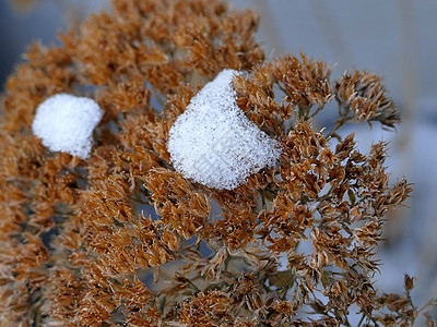 冬季山羊石块上的雪帽图片