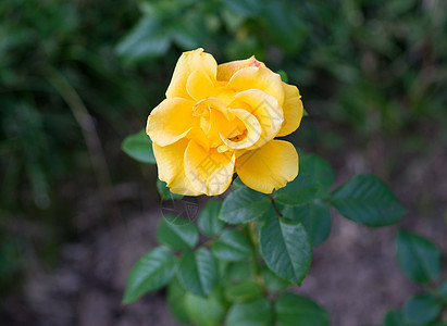 在花园里盛开的金黄玫瑰植物园植物衬套植物群花瓣花坛黄色绿色图片
