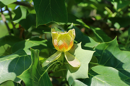 开花的树黄杨晴天郁金香植物学花瓣植物图片