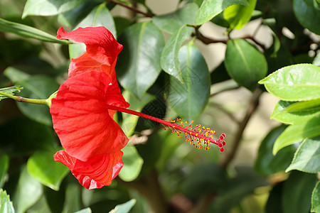 红色的hibiscus - 盛开的细节图片