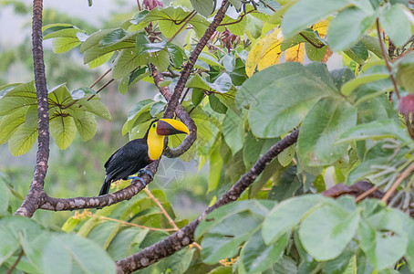 Toucan坐在树上拍摄的美丽照片Costa rica黄色情调热带树木森林绿色丛林黑色异国野生动物图片