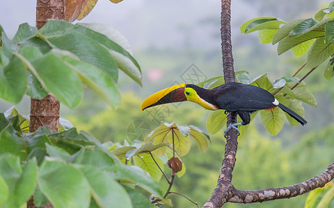Toucan坐在树上拍摄的美丽照片Costa rica丛林荒野情调黄色羽毛黑色异国动物热带树木图片