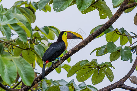 Toucan坐在树上拍摄的美丽照片Costa rica情调羽毛野生动物树木丛林异国拉丁绿色黑色热带图片