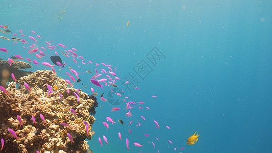 珊瑚礁和热带鱼类 菲律宾环礁呼吸管热带野生动物海洋花园潜水海景浅滩珊瑚图片