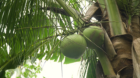 有椰子的椰子树生长农业蔬菜热带异国花园绿色维生素植物叶子图片