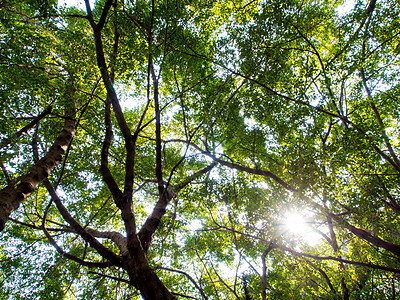 太阳光透过巴尼扬树叶叶子分支机构公园阳光树叶晴天森林季节木头绿色图片