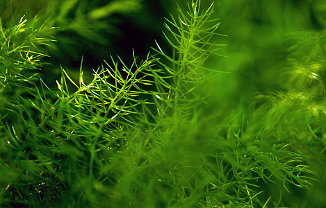 生于自然背景的Asparagus新绿色精细树叶尾巴植物叶子别针风格装饰狐尾观赏园艺蕨类图片
