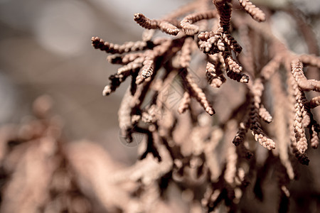枯树的干叶棕色针叶季节锥体云杉植物松树图片