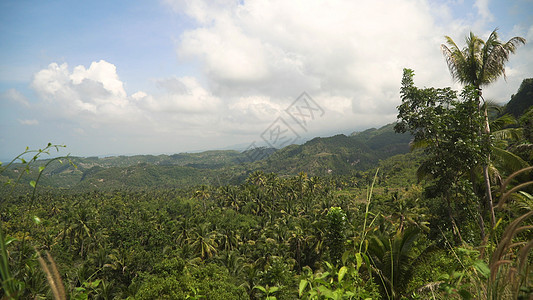 有热带森林的山区 菲律宾宿务岛薄雾植物群宿雾木头荒野雨林环境丛林叶子爬坡图片