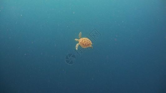 水下海龟绿色情调海洋太阳热带游泳潜水生活荒野爬虫图片