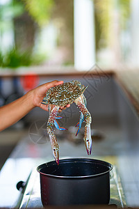 把一只蓝螃蟹放进沸水锅里 煮海鲜午餐女士甲壳海洋市场餐厅蓝色美食平底锅食物图片