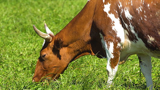 在牧场放牧的牛群奶制品绿色草地农业家畜哺乳动物农场场地乡村动物图片