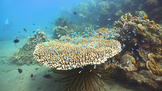 珊瑚礁和热带鱼类 菲律宾环礁风景海洋海景呼吸管荒野热带花园野生动物珊瑚图片
