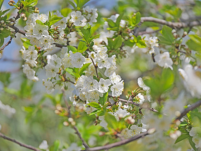树上宏上的春花墙纸天空樱花植物植物学植物群季节花园生长果园图片