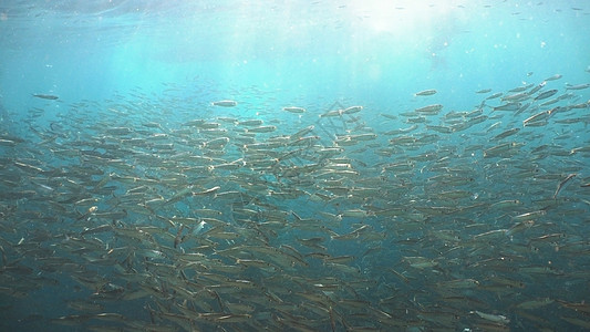 蓝水上的沙丁鱼墨宝蓝色鲱鱼热带野生动物海洋鲭鱼热带鱼珊瑚潜水图片