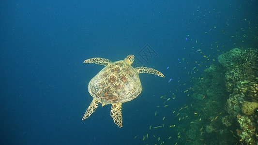 水下海龟爬虫太阳绿色蓝色生活动物潜水异国野生动物热带图片