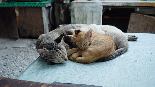 餐桌上有猫咪的猫晶须家庭压痛毛皮动物母亲哺乳动物小猫猫科动物休息图片