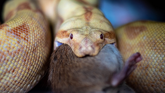 高品质的闭合相片 可以吃老鼠濒危宏观宠物情调攻击眼睛舌头爬虫脊椎动物动物学图片
