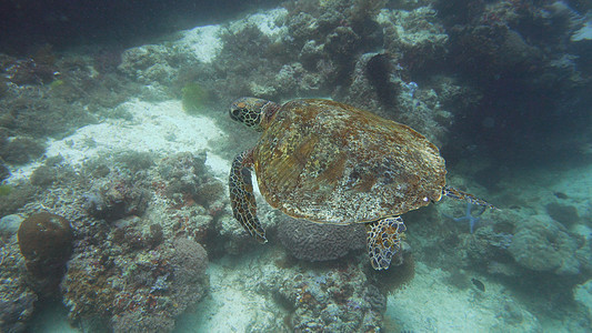 菲律宾的绿海龟在水下荒野旅行生活珊瑚热带海洋爬虫脚蹼潜水环境图片