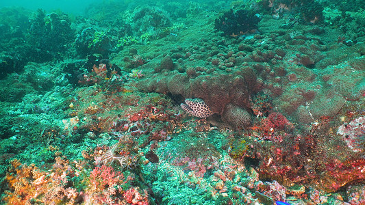 珊瑚礁的莫雷环礁热带珊瑚异国情调海洋海景荒野花园风景图片