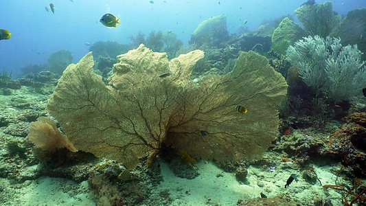 珊瑚礁和热带鱼类 菲律宾花园野生动物荒野海洋呼吸管潜水环礁风景珊瑚浅滩图片