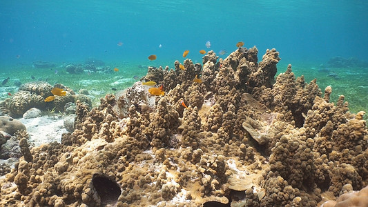珊瑚礁和热带鱼类 菲律宾花园野生动物环礁潜水风景海洋异国情调荒野珊瑚图片