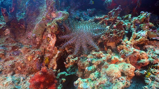 刺海星之冠 印度尼西亚巴厘岛背景图片