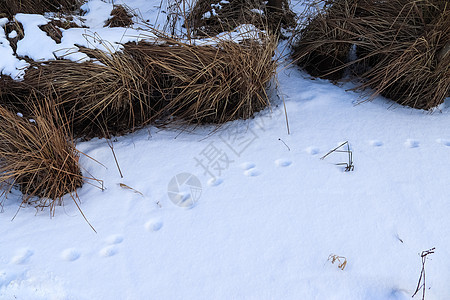 冬季新鲜白雪中动物和鸟类的脚印季节生长环境场地冻结植物叶子天气气候草地图片
