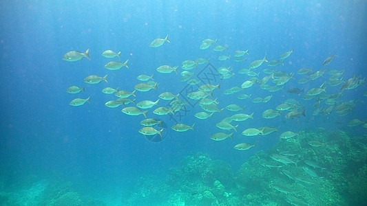 浅浅热带鱼类 菲律宾图片