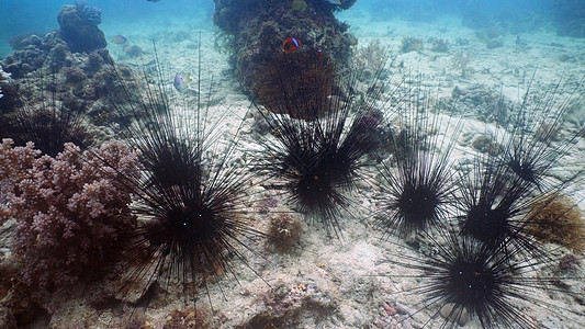 黑珊瑚海柳黑海胆荆棘荒野脊柱多刺黑色珊瑚野生动物潜水动物海洋背景