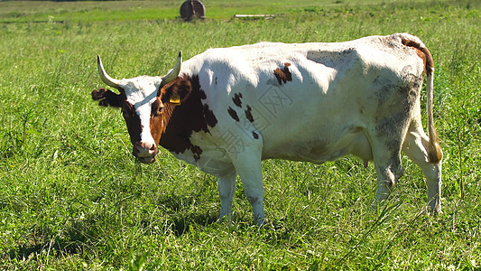 在牧场放牧的牛群农业家畜奶制品哺乳动物农场动物绿色乡村草原农田图片