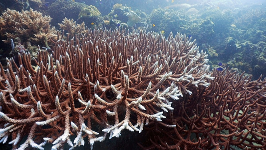 珊瑚礁和热带鱼类 菲律宾情调异国花园海景珊瑚潜水浅滩热带环礁海洋图片
