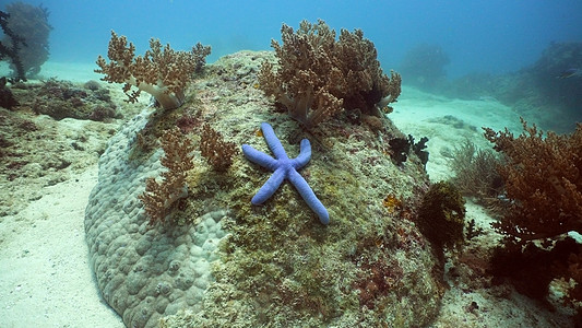 珊瑚上的海星航海海绵野生动物潜水异国浮潜生活情调海洋热带图片