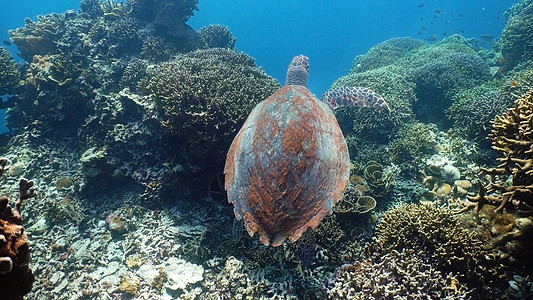 水下海龟动物绿色野生动物游泳爬虫潜水珊瑚异国生活情调图片