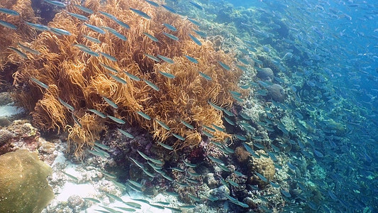 蓝水上的沙丁鱼热带鱼蓝色野生动物浅滩鲱鱼潜水墨宝海洋荒野珊瑚图片