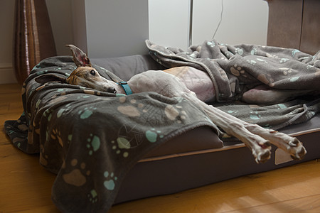 大宠物灰狗伸展着她的耳朵 在她躺在床上时刺穿双眼图片