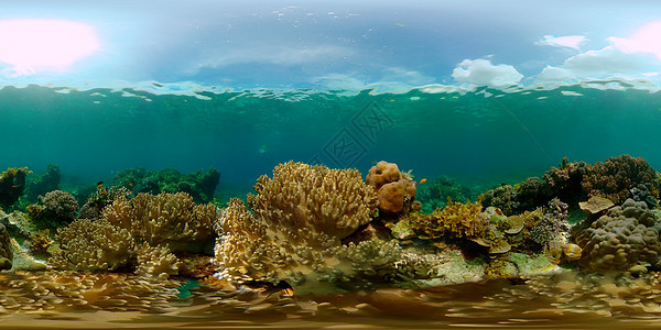 菲律宾珊瑚礁和热带鱼类 菲律宾 虚拟现实 360理念全景海洋潜水礁石热带鱼珊瑚礁野生动物风景蓝色图片
