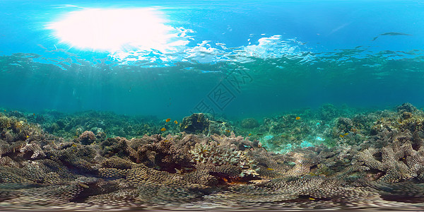 珊瑚礁和热带鱼类 菲律宾 360海景潜水热带鱼vr海洋全景旅行热带浮潜蓝色图片