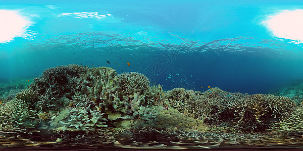 珊瑚礁和热带鱼类 菲律宾 360全景海景热带鱼珊瑚vr虚拟现实海洋动物理念风景图片