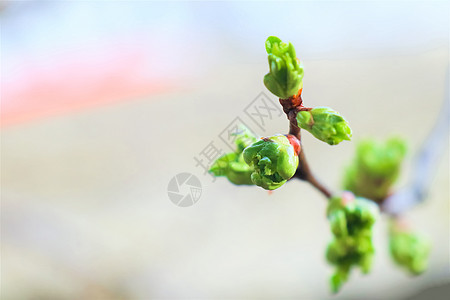 树枝的树枝 其叶子在天空的本底宏观花朵植物群生长红色白色树叶植物黄色花园图片