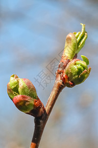 树枝上年轻的叶子 作为背景白色植物花园树叶绿色枝条季节生长宏观花朵图片