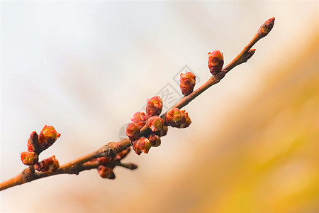 树枝的树枝 其叶子在天空的本底植物花园树叶红色绿色黄色花朵白色生长粉色图片