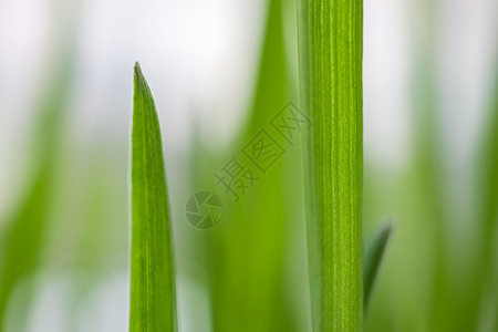 青草和美丽背景的青草高清图片